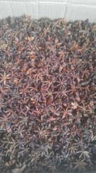STAR ANISE -CHINA